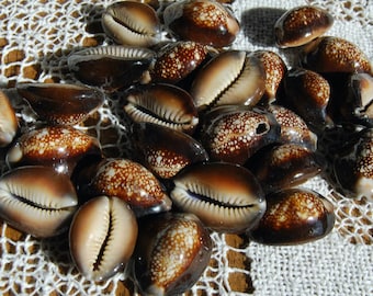 3pc Snakehead Cowrie Shells, Cypraea Caputserpentis