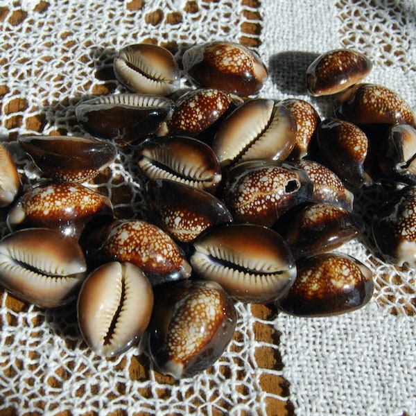 3pc Snakehead Cowrie Shells, Cypraea Caputserpentis