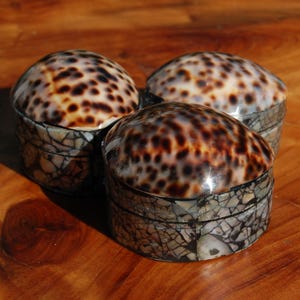 May include: Three round lidded containers featuring polished, spotted brown and cream seashell tops. The cylindrical bases are constructed from a mosaic of iridescent, cracked shell fragments in shades of gray, white, and black, creating a textured appearance.