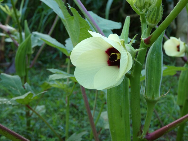 Beautiful okra flower photo Etsy
