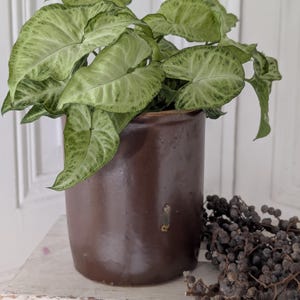 Könnte beinhalten: Eine Syngonium-Pflanze mit pfeilförmigen, hell- und dunkelgrün panaschierten Blättern in einem zylindrischen, dunkelbraunen Keramikgefäß. Die Pflanze hat ein dichtes Blattwerk mit sichtbarer Aderung und steht in einem glatten, einfarbigen Topf.