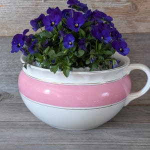 Könnte beinhalten: Eine weiß-rosa Teetasse mit leuchtend violetten Stiefmütterchen. Die Teetasse hat ein rosa Band in der Mitte und einen goldenen Rand. Der Hintergrund ist eine verwitterte Holzoberfläche.