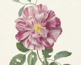 Rose (Withoos) -  PDF cross stitch pattern