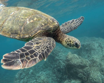 A turtle under the water in Oahu Hawaii -  PDF cross stitch pattern