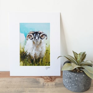 Scottish Blackface Sheep