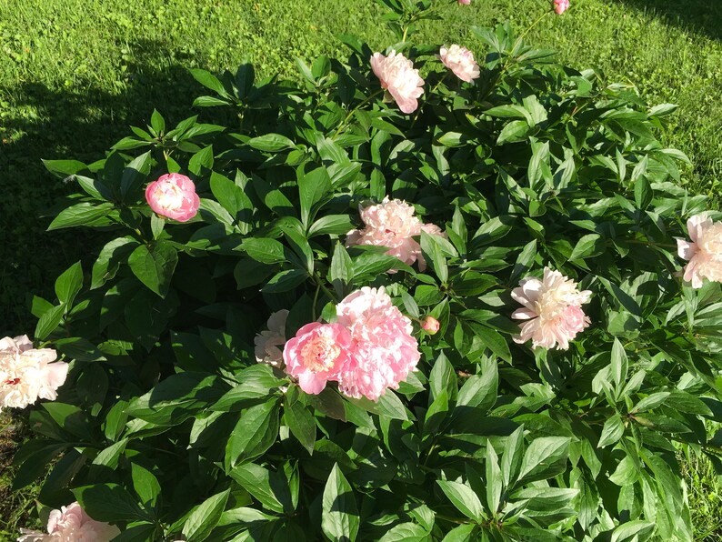 rosa gamiz desnuda rosa gamiz desnuda