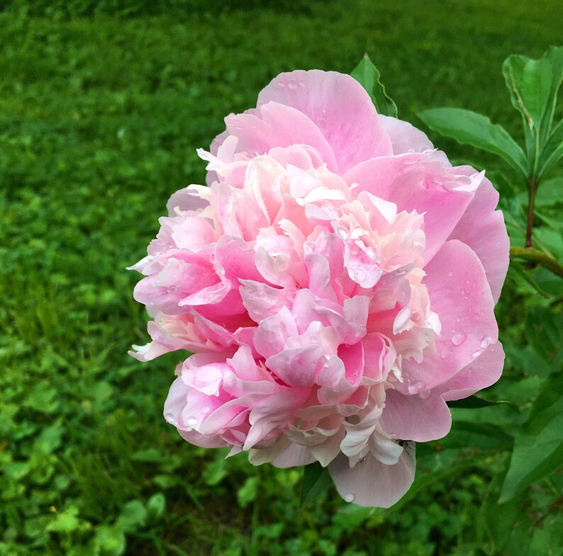 Peony Beautiful Pink Double Peonies Bare Root. Plant by Etsy