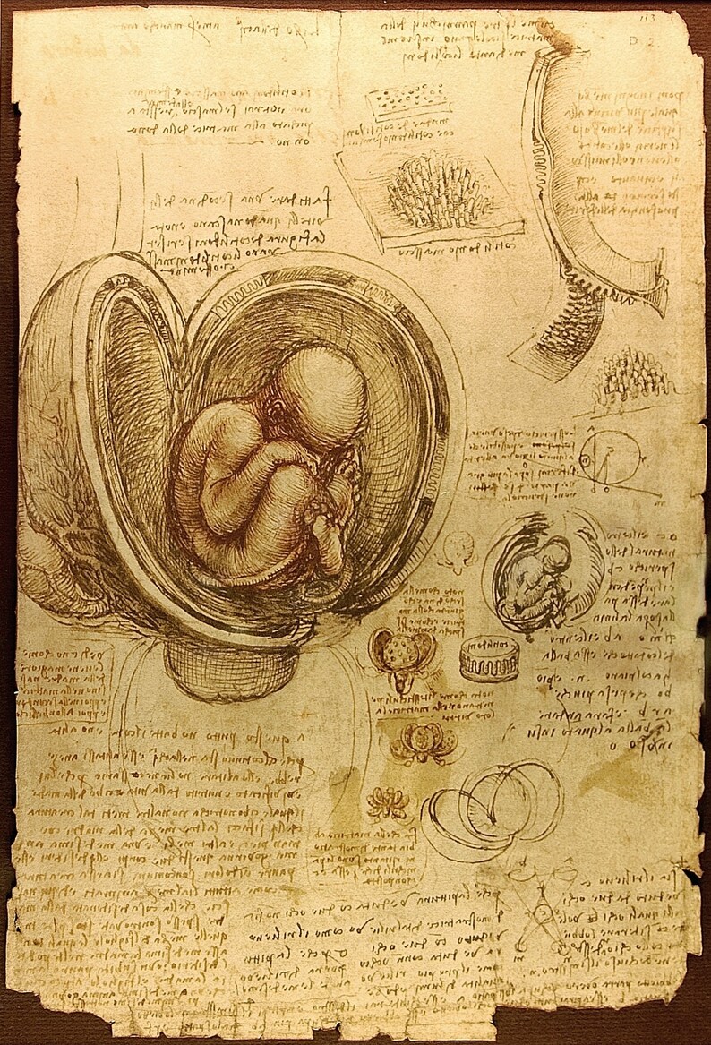 Studies of the Fetus in the Womb by Leonardo Da Vinci Wall Art Etsy