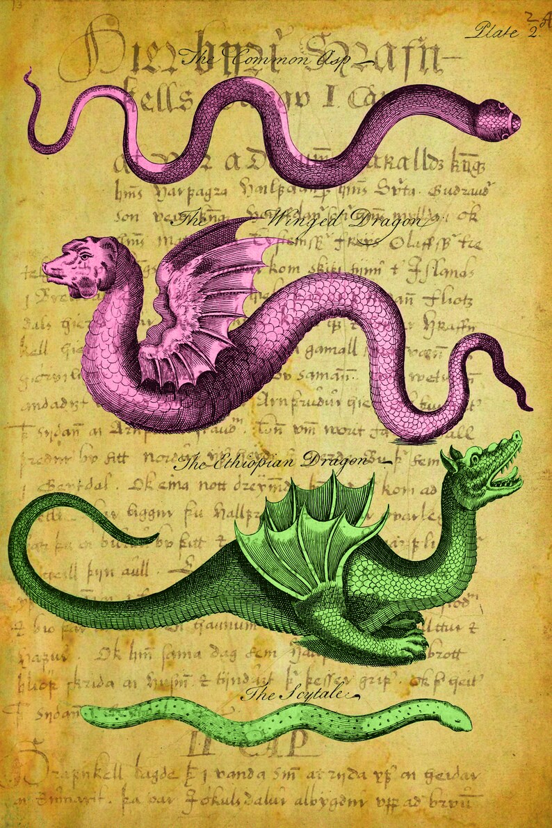 Vintage Serpents & Dragons with Latin Writings Inspired Art Etsy