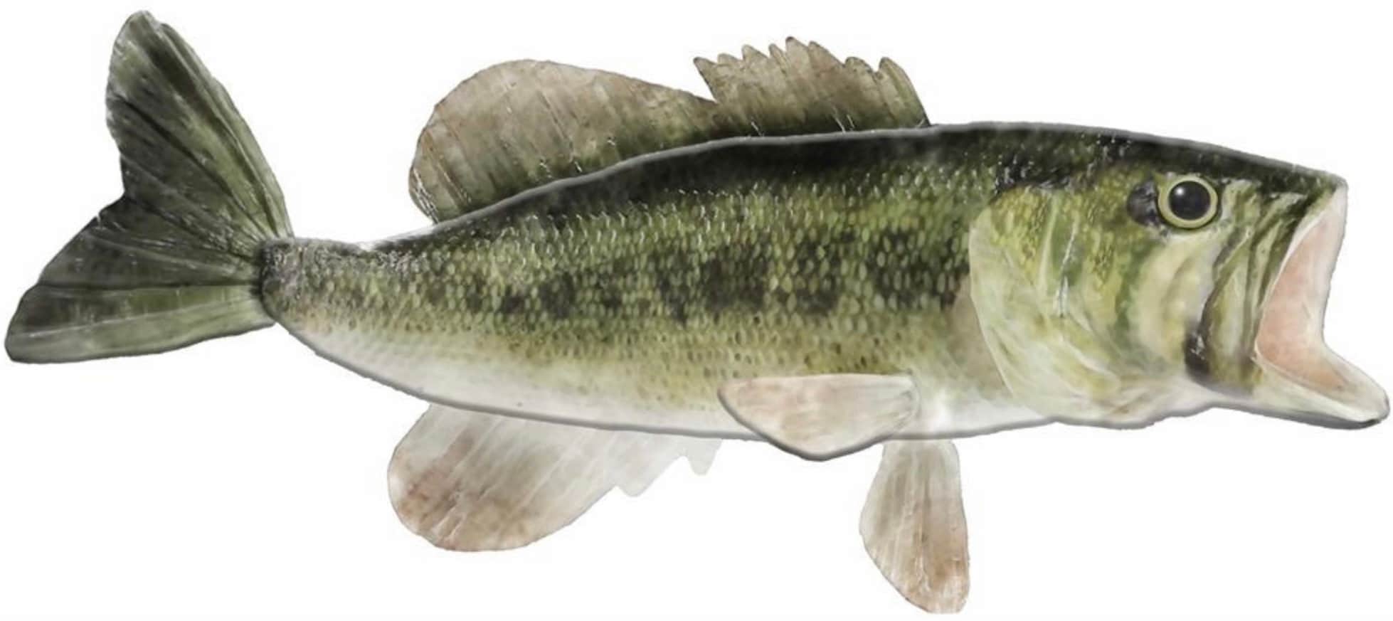 4日限定Large mouth Bass　壁掛け剥製 Large Mouth Bass Mount - Etsy
