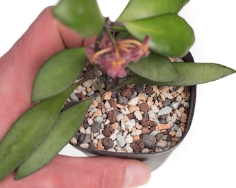 PON substrate for Hoya and other epiphytic-type plants