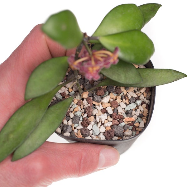 PON substrate for Hoya and other epiphytic-type plants