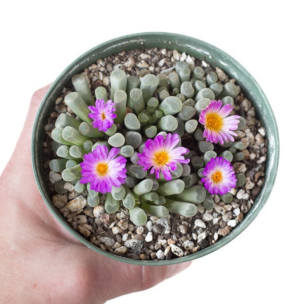 LIVE Frithia pulchra Baby Toes Plant aka Fairy Elephant's Feet!!