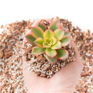 Gritty Mix Succulent Soil! Perfect for houseplants and Succulents! Custom Made