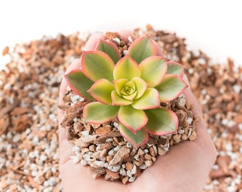 Gritty Mix Succulent Soil! Perfect for houseplants and Succulents! Custom Made