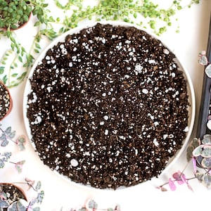 Houseplant Soil! Great for ALL plants.