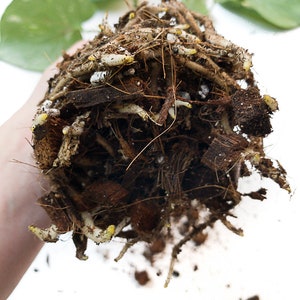 Tropical Soil for Aroids Monstera, Philodendron, Hoya, Ficus image 7
