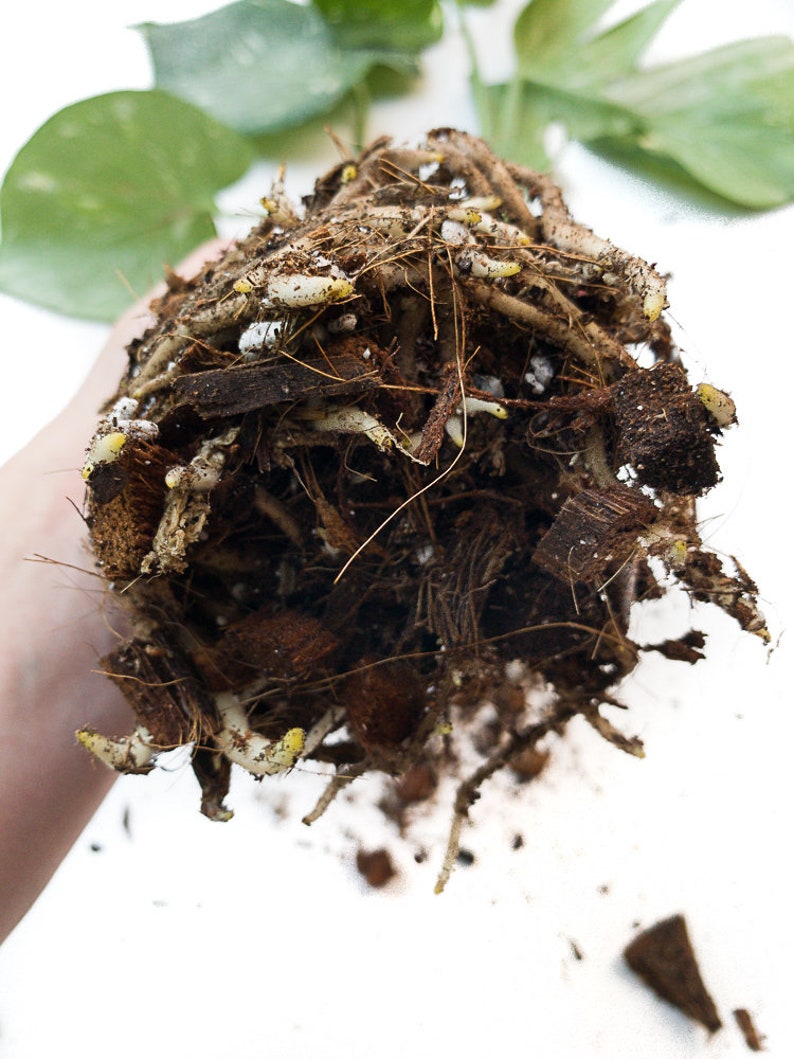 Tropical Soil for Aroids Monstera, Philodendron, Hoya, Ficus image 7