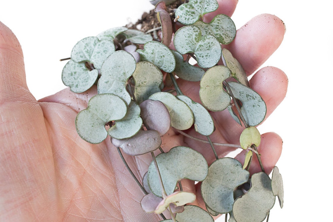 RARE Silver Glory String of Hearts Rosary Vine Etsy