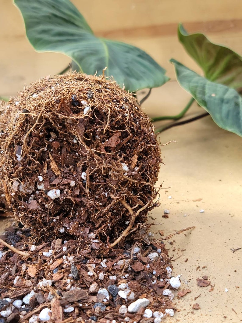 OG Hoya Epiphyte Tropical Plant Aroid Soil Etsy