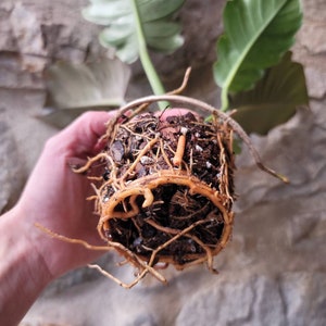 Tropical Soil for Aroids Monstera, Philodendron, Hoya, Ficus image 3