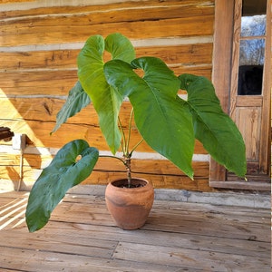 Tropical Soil for Aroids Monstera, Philodendron, Hoya, Ficus image 9