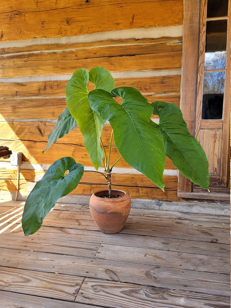 Tropical Soil for Aroids Monstera, Philodendron, Hoya, Ficus image 9