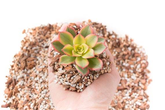 Gritty Mix Succulent Soil! Perfect for Houseplants and Succulents! Custom  Made - Etsy