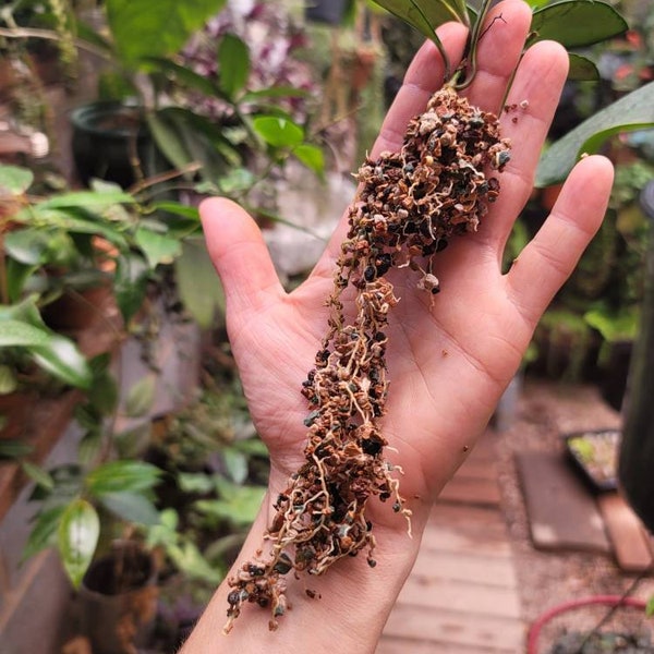 Gallon PON substrate for Hoya and other epiphytic-type plants