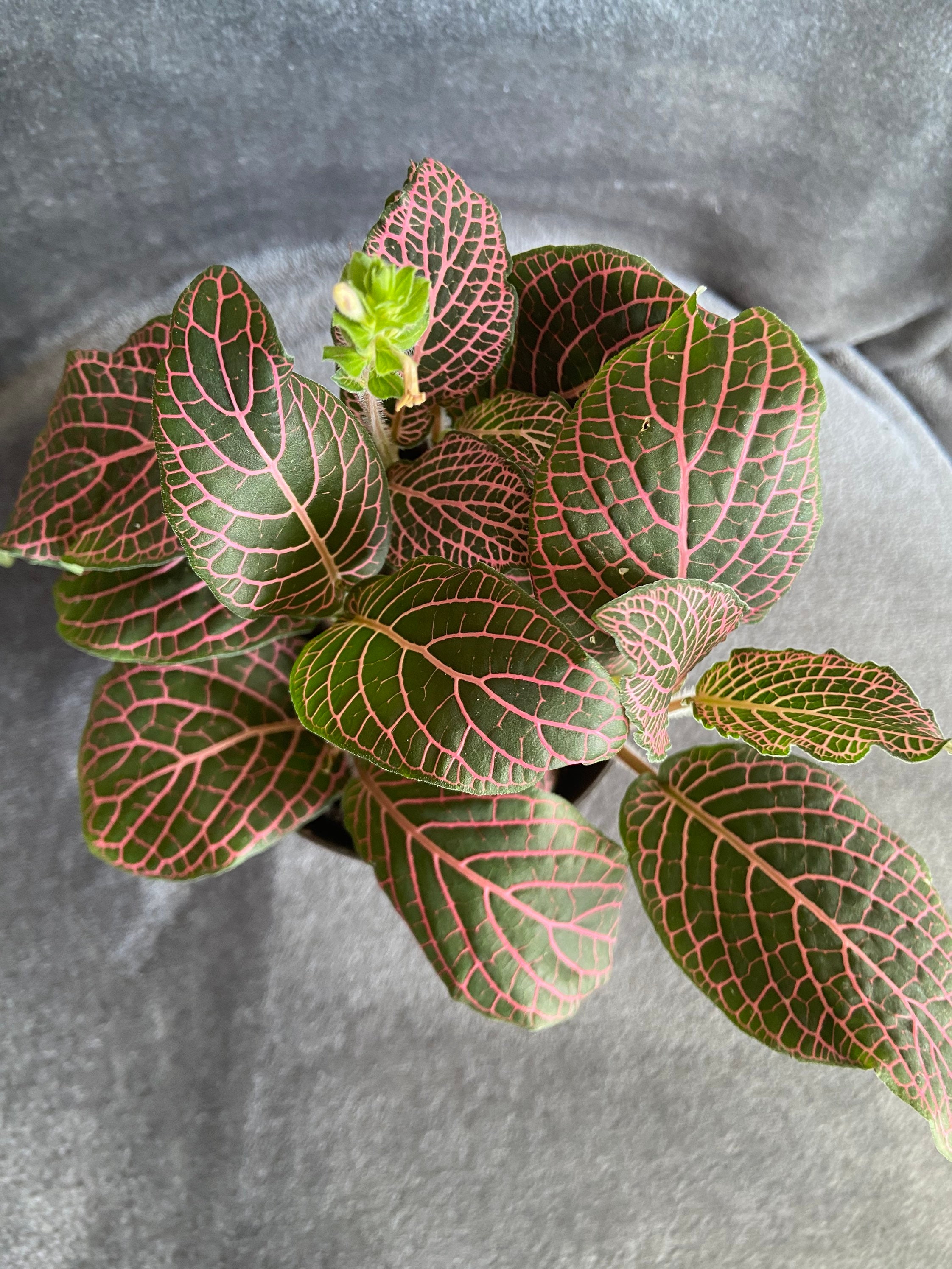 LIVE Fittonia Albivenis Nerve Plant with Pot and Soil Etsy
