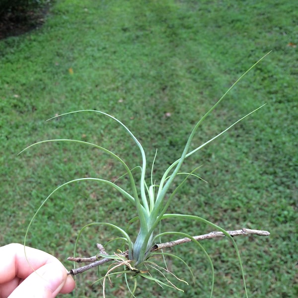 Small balbisiana- Argenta thin leaf air plant