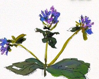 Wild Ageratum, periwinkle, blue, horizontal, original, watercolor, pen and ink, 8 x 10