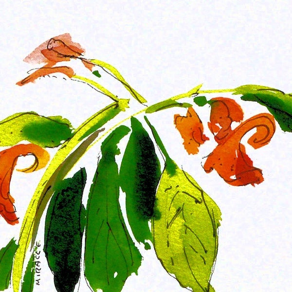 Jewel Weed, original, painting, watercolor, pen and ink, ready to frame, 8 x 10