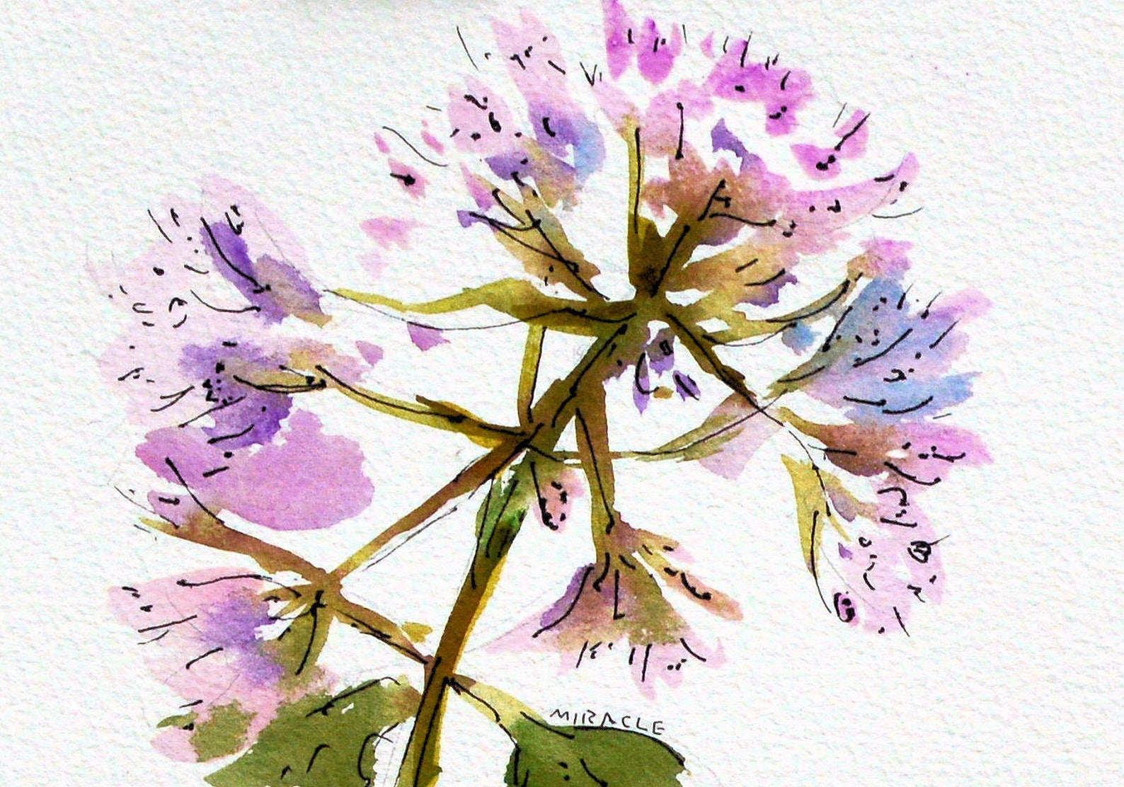 Joe Pye Weed, Original, Painting, Watercolor, Pen and Ink, Ready to