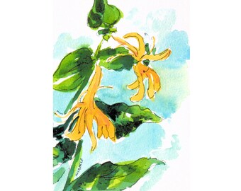 Honeysuckle, wildflower, original, painting, watercolor, pen and ink, matted, ready to frame, 10 x 8, wall art, Kit Miracle,