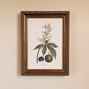 Framed Botanical Ohio Buckeye Gold Leaf Frame Antique Reproduction