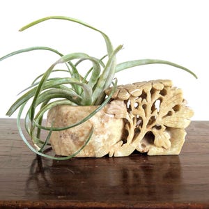 May include: A small, beige stone planter with a carved floral design, holding a green air plant. The planter is rectangular with rounded edges and sits on a dark wooden surface. The air plant has long, slender green leaves.