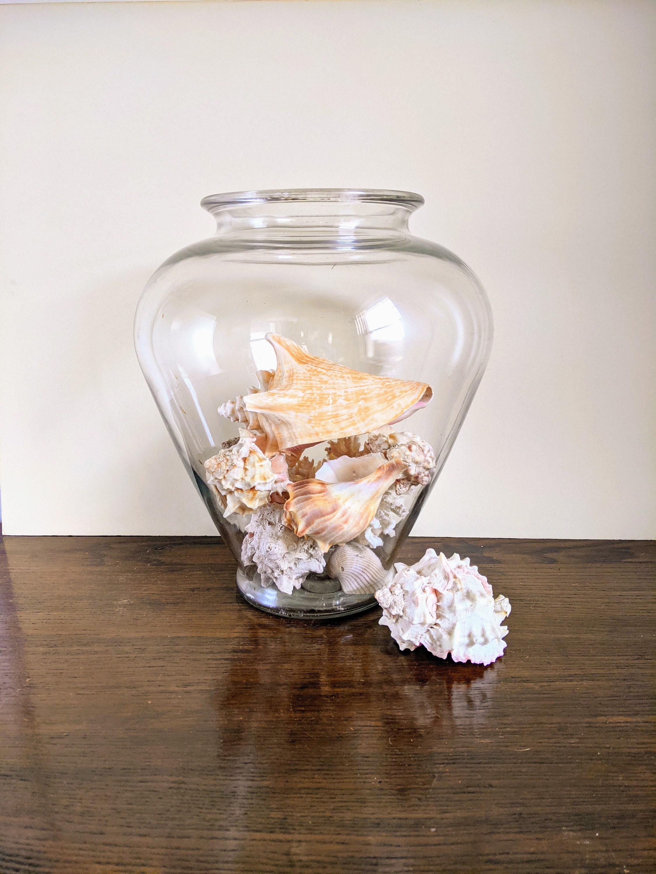 Large Glass Amphora Vase With Sea Shells Nautical Beach House Etsy