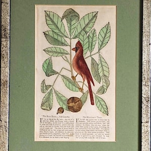 May include: Framed botanical print featuring a red cardinal perched on a branch with green leaves and walnuts. The artwork includes text at the bottom, set against a green background, and framed in a silver-toned frame.