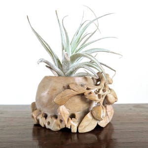 May include: A small, beige stone planter with carved leaf and fruit details, holding a green air plant. The planter sits on a dark wooden surface, showcasing the natural tones of the stone and plant.
