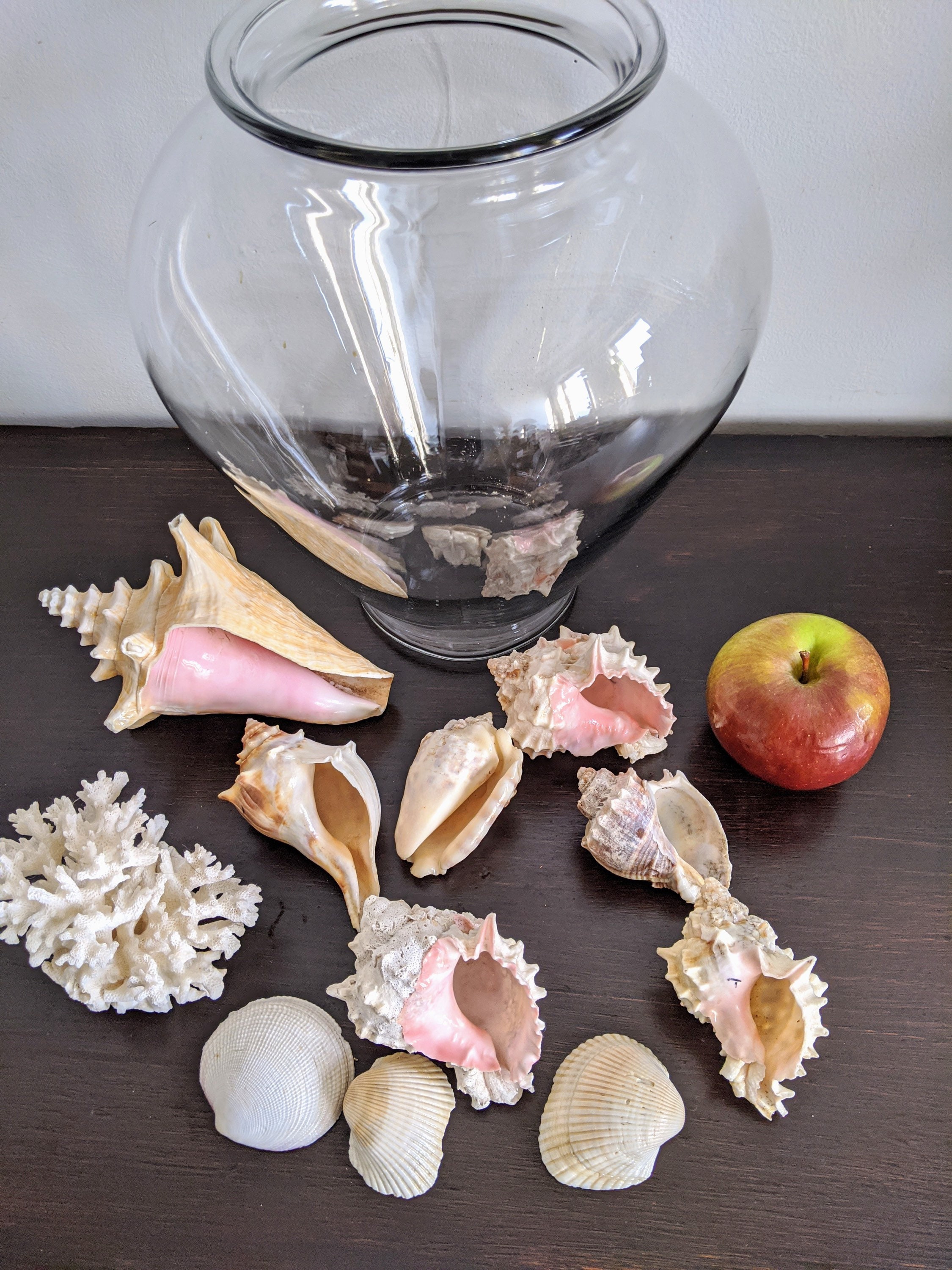 Large Glass Amphora Vase With Sea Shells Nautical Beach House Etsy