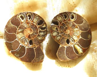 60 MILLION  Yr. Old Ammonite Fossil Nautilus Love Pair "Something Old" for Wedding Two Halves of One Soul Romance From the Days of Dinosaurs