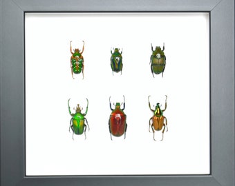 Six coléoptères de la grande famille des cétoines avec les régions d'origine au dos du cadre (pas les noms)