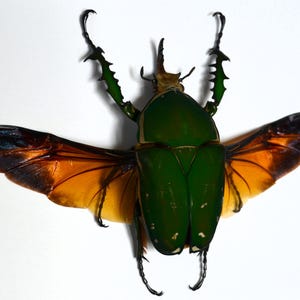 Peut inclure: Un grand scarabée au corps et à la tête vert émeraude brillant, doté de pattes dentelées proéminentes et d'ailes translucides de couleur ambre largement déployées. L'insecte possède une petite corne sur la tête et des taches blanches.