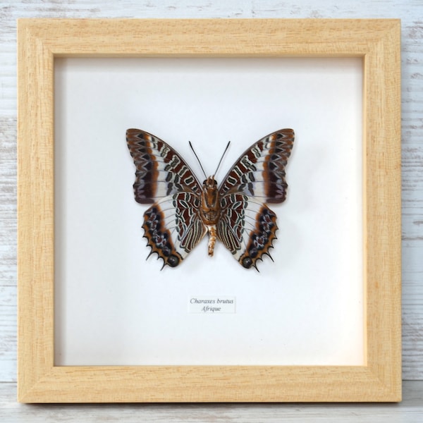 Véritable papillon naturalisé sous verre et cadre en bois nu naturel (ce cadre peut être verni, peint, ciré, ou laissé naturel)