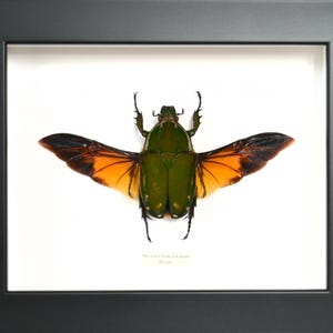 Peut inclure: Spécimen d'insecte encadré, présentant un scarabée vert et orange aux ailes déployées. Le scarabée est centré sur un fond blanc dans un cadre noir. Les ailes affichent un dégradé d'orange et de brun.