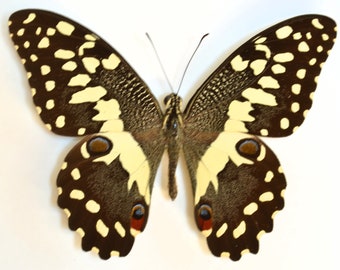 Véritable papillon demodocus de Madagascar, cette espèce est une copie de la traversée du feuillage par le soleil