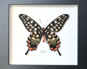 Très grand papillon Papilio antenor de Madagascar, espèce endémique de l'île, issu d'élevage durable. Envergure 128 mm !