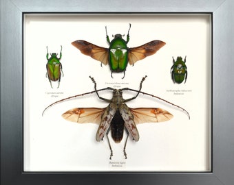 Quatre coléoptères représentatifs des formes et couleurs extraordinaires de ces magnifiques insectes.
