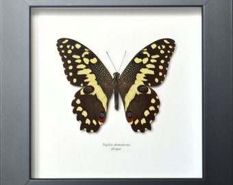 Véritable papillon naturalisé Papilio demodocus encadré, espèce typique d'Afrique, élégant et de grande taille !